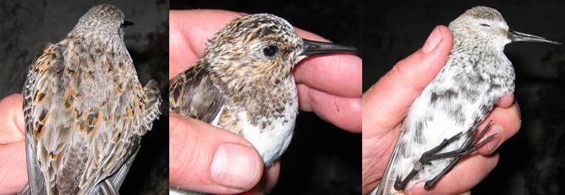 dunlin male with late moult